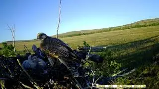 Female saker feeding its nestlings