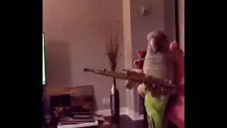 Parrot with Ak-47