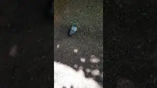Голубь делает закладки
