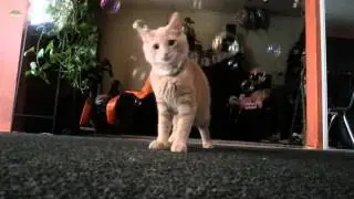 Our Cute Pets - Kitten And Bubbles