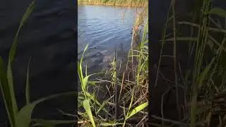 Звук из детства #деревня #природа #рыбалка