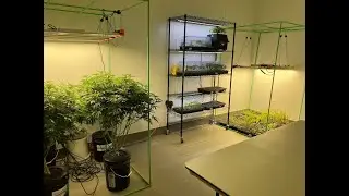 Cannabis Lab Walkthrough