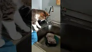 киса и мясо