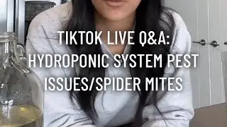 Hydroponic System Pest Issues/Identifying Spider Mites - - TikTok Live Q&A 4/20/24