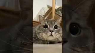hayoo loo