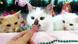 Obstacle Course for my Funny Cats | LizaTube