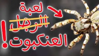 لعبة  (ا̶ل̶ر̶ج̶ل̶  ) العنكبوت!