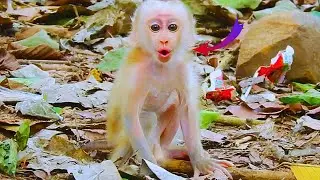 Where is Mom Luna? Poor baby monkey Luno is c- rying, looking for mom Luna.