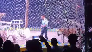 Tiger show by Oriental Circus Indonesia