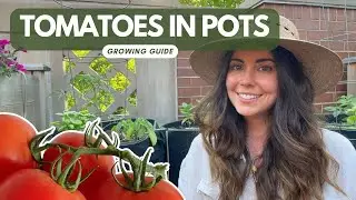 Growing Tomatoes in Pots - The Urban Gardener's Guide