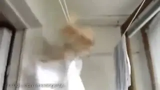 Прикол Кот эквилибрист