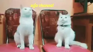 kucing jaman now bisa joget