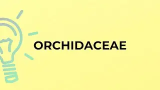 What is the meaning of the word ORCHIDACEAE?