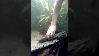 Даже рыбы любят ласку:))) Смешное видео, видео прикол:)