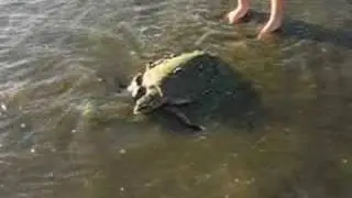 We found a turtle