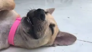 the adorable puppy happily plays and eats with his friends
