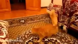 Лягушки, хомяки, попугаи, кошки очень смешные и прикольные !
