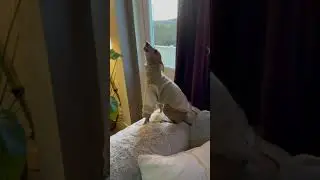 Families that howl together, stay together.