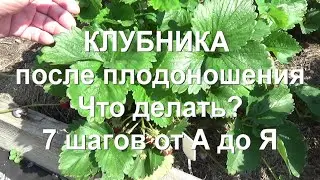 83. Клубника - делайте это сразу же после плодоношения! Обрезка. Удобрение. Обработка.