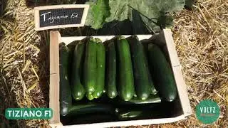 TECH & BIO 2021 : visite de la plateforme de démonstration Courgettes Bio VOLTZ Maraîchage