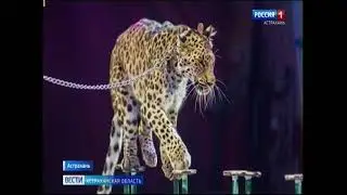 Цирковое шоу 