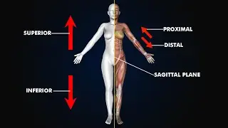Directional Terms and Body Planes: 3d animation and Illustration