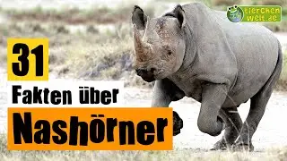 31 Steckbrief-Fakten über Nashörner 🦏 - Doku-Wissen für Kinder