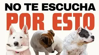 ❌Tu PERRO NO te ESCUCHA por Esto‼️ (100% Garantizado)
