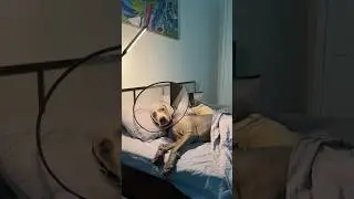 СОБАКИ ГОЛОДАЮТ ИЗ-ЗА ЛЕРЫ 🥲