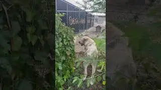 АЛАБАЙ БАРОН ИГРАЕТ В ФУТБОЛ