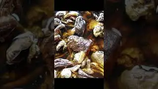 Chicken stew with mushrooms