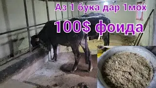 Фоида ва Тарзи Чорвопарвари🦬
Novos Bokib foida korgan Akamiz