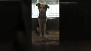 2 Собаку предала семья, теперь она в отлове.