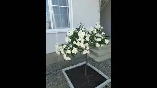 Свани🤍
