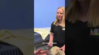Super Cute Orphaned Baby Lion Is Raised By Dogs 🦁❤️🐶 | Bondi Vet 
