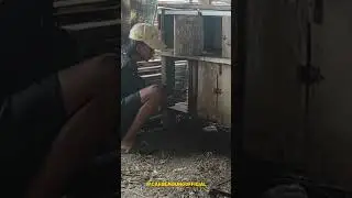 MEMPERBAIKI PINTU KANDANGAYAM. bantu subscribe😅#shorts #bolang #kandangayam