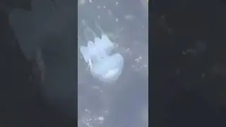 Медузы Бердянск.