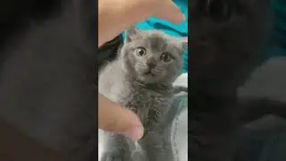 битва с котом (Томом )часть 2
