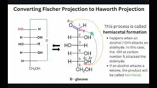 Naming Carbohydrates | Converting Fischer Projecting to Haworth Projections