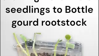 Grafting watermelon seedlings to Bottle Gourd seedlings tutorial & update