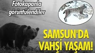Samsun'un Yaban Hayatı Görüntülendi!