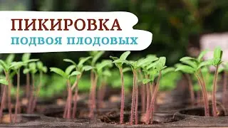 ВЫСАДКА И  ПИКИРОВКА ПОДВОЯ ДЛЯ ПЛОДОВЫХ КУЛЬТУР