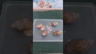 Улитки. Ускоренно. (Часть. 2.) 