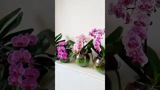 #sphagnum_eco #сфагнумфускум #plants #орхидеи #houseplants #orchidarium #indoorplant #orchid