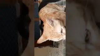 billu ko bnaunga ghoda #cutecat #love #goldy #funnyvideo #puppy #friendshipgoals #youtubeshorts