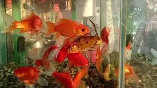 Aquarium Fish Shop. Gazipur, Joydevpur (Infinity opposite)