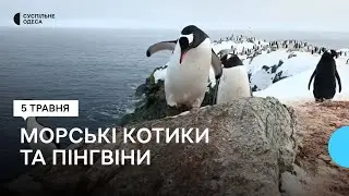 Українські полярники показали природу на станції «Академік Вернадський»