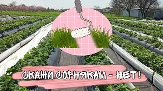 Избавляемся от сорняков на грядках