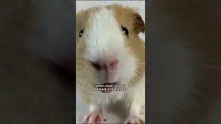 @thepiggypotatoes is a guinea pig that loves attention and treats