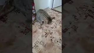 Осень кошка тошнота